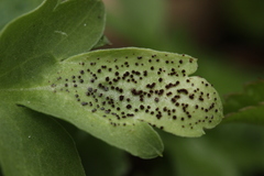 Puccinia adoxae