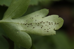 Puccinia adoxae