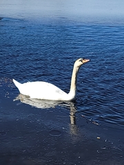 Cygnus olor