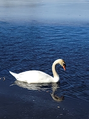 Cygnus olor