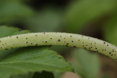 Puccinia adoxae