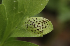 Puccinia adoxae