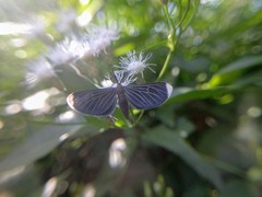 Melanchroia chephise