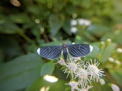 Melanchroia chephise
