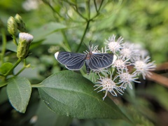 Melanchroia chephise