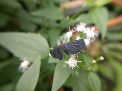 Melanchroia chephise