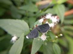 Melanchroia chephise