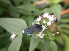 Melanchroia chephise
