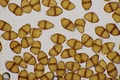 Puccinia adoxae