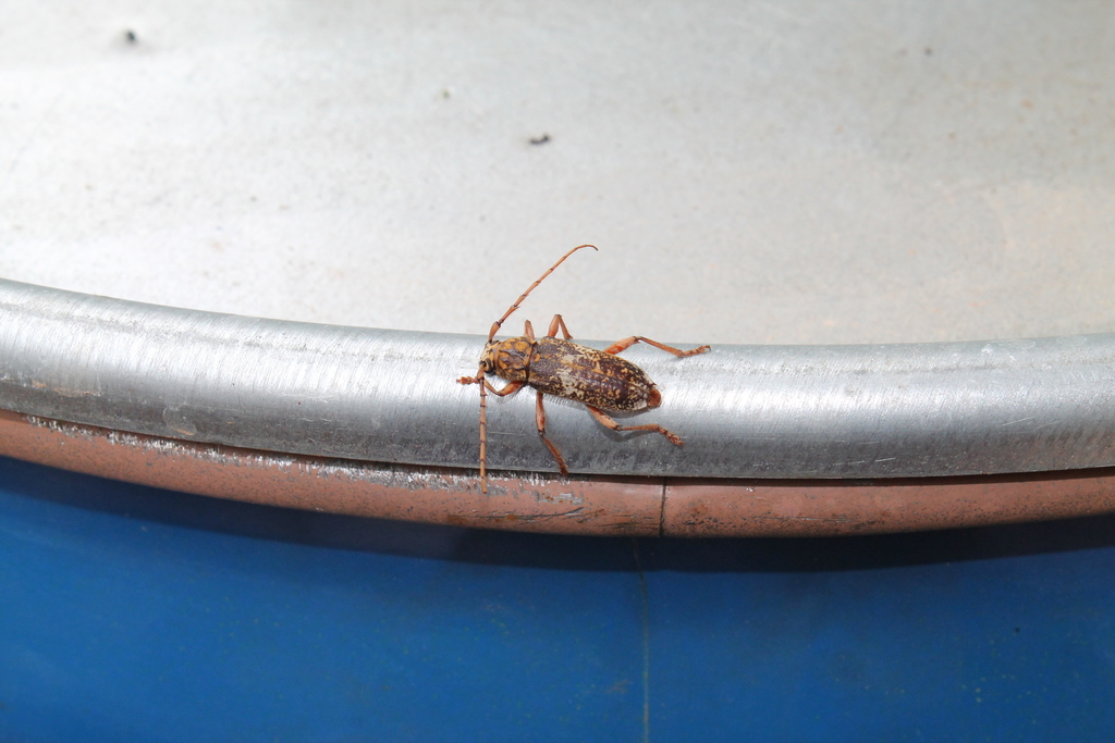 Lanephus njumanii