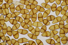 Puccinia adoxae