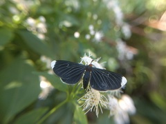 Melanchroia chephise