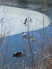 Cairina moschata