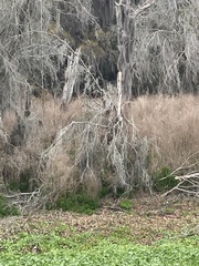 Rostrhamus sociabilis plumbeus