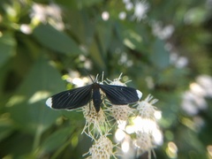 Melanchroia chephise