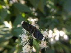 Melanchroia chephise