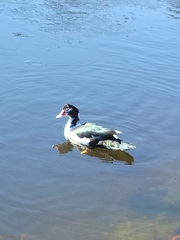 Cairina moschata