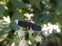 Melanchroia chephise