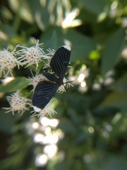 Melanchroia chephise
