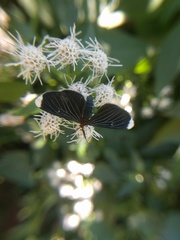 Melanchroia chephise