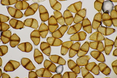Puccinia adoxae