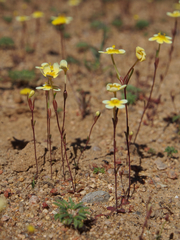 Zaluzianskya collina