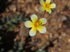 Zaluzianskya collina