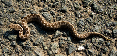 Vipera ammodytes