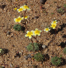 Zaluzianskya collina