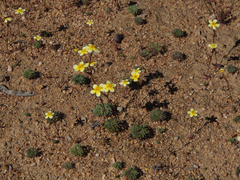 Zaluzianskya collina