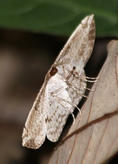 Heteralex rectilineata