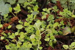 Peronospora arvensis