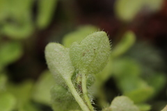 Peronospora arvensis