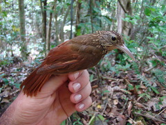 Xiphorhynchus ocellatus chunchotambo