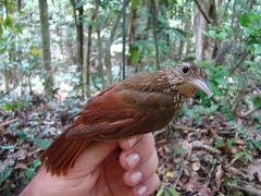 Xiphorhynchus ocellatus chunchotambo