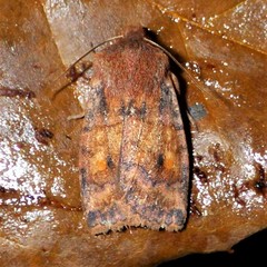 Eupsilia tristigmata