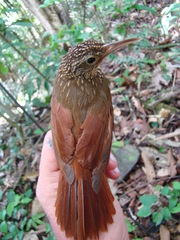 Xiphorhynchus ocellatus chunchotambo