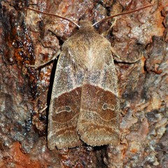 Eupsilia devia