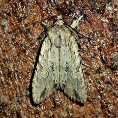 Lithophane disposita