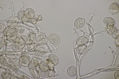 Peronospora arvensis