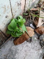 Philodendron hederaceum