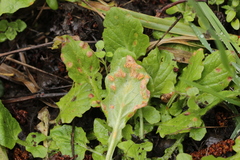 Puccinia lapsanae