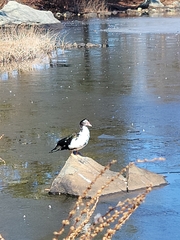 Cairina moschata
