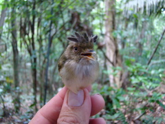 Lophotriccus eulophotes