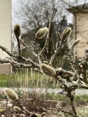 Magnolia × soulangeana