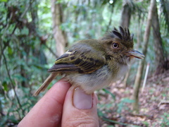 Lophotriccus eulophotes