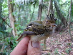 Lophotriccus eulophotes