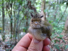 Lophotriccus eulophotes