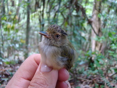 Lophotriccus eulophotes