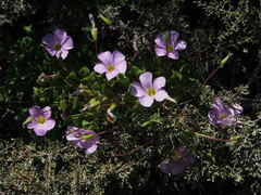 Oxalis comosa